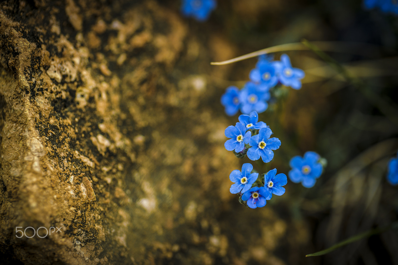 Sony a7R II + Canon EF 100mm F2.8L Macro IS USM sample photo. 兰花花 photography