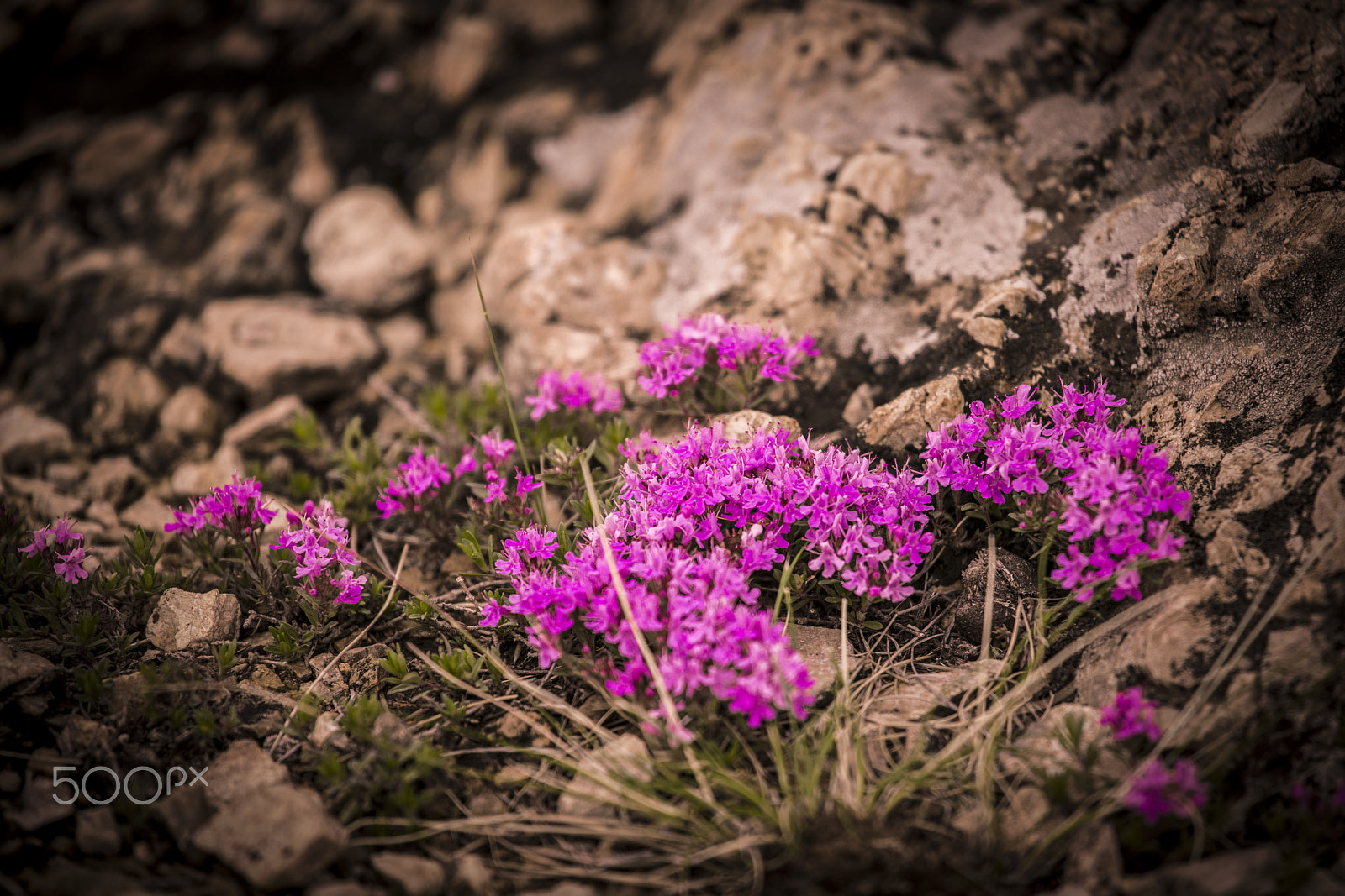 Canon EF 100-400mm F4.5-5.6L IS USM sample photo. 山花椒 photography