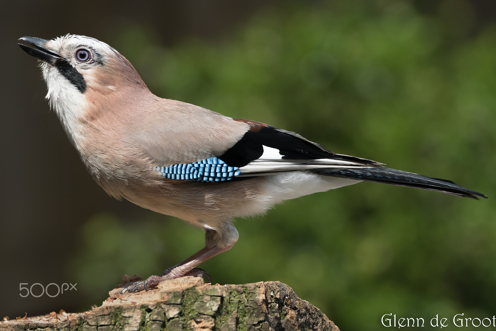 Sony ILCA-77M2 + Sony 70-400mm F4-5.6 G SSM sample photo. Jay photography