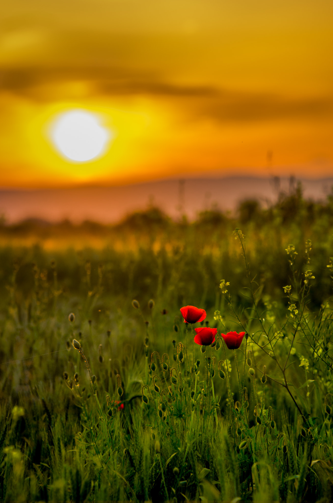 Sigma 70-200mm F2.8 EX DG OS HSM sample photo. Poppys photography