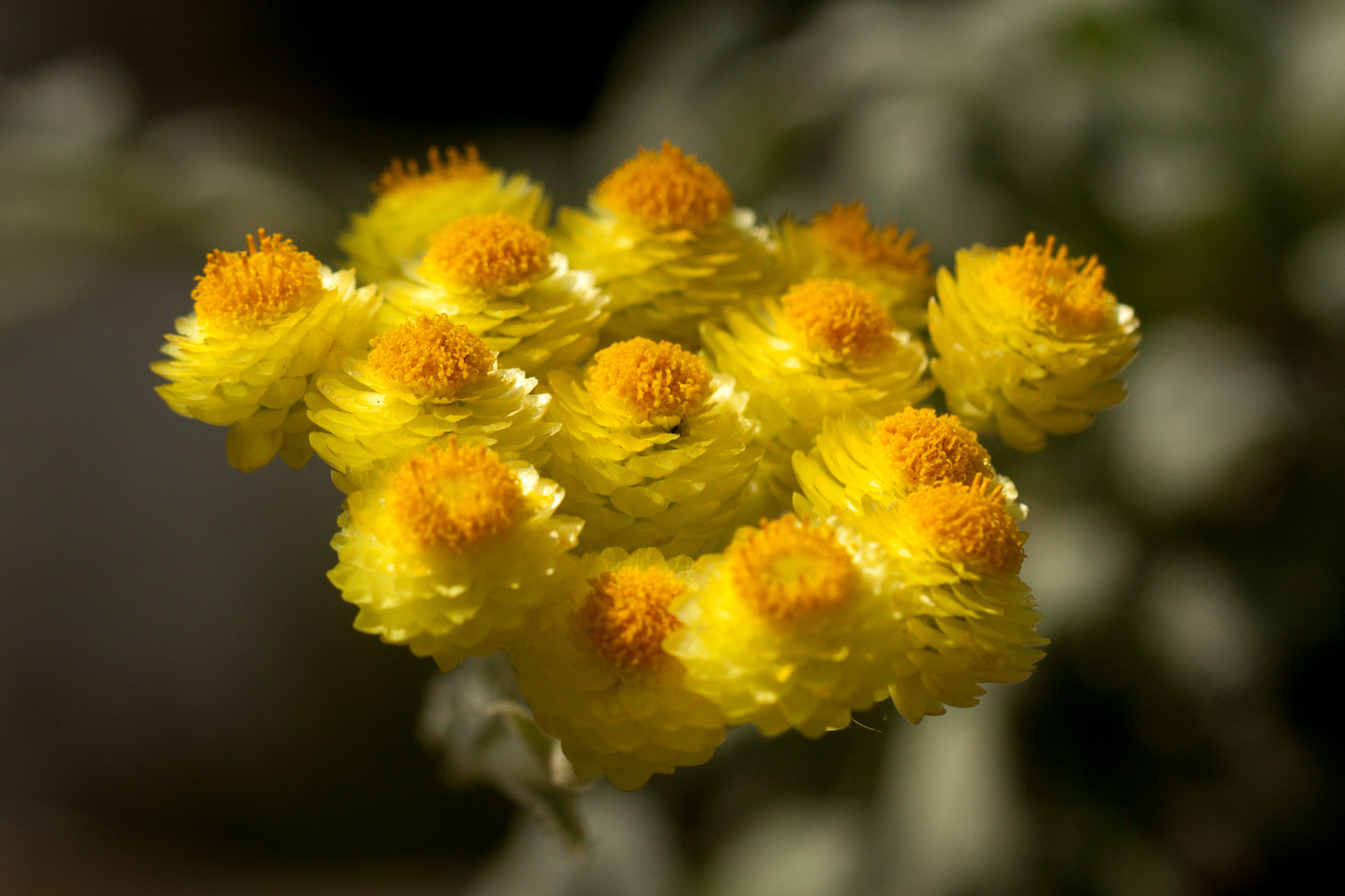 Canon EOS 500D (EOS Rebel T1i / EOS Kiss X3) + Canon EF 100mm F2.8L Macro IS USM sample photo. Helichrysum orientale (orient strohblume) photography