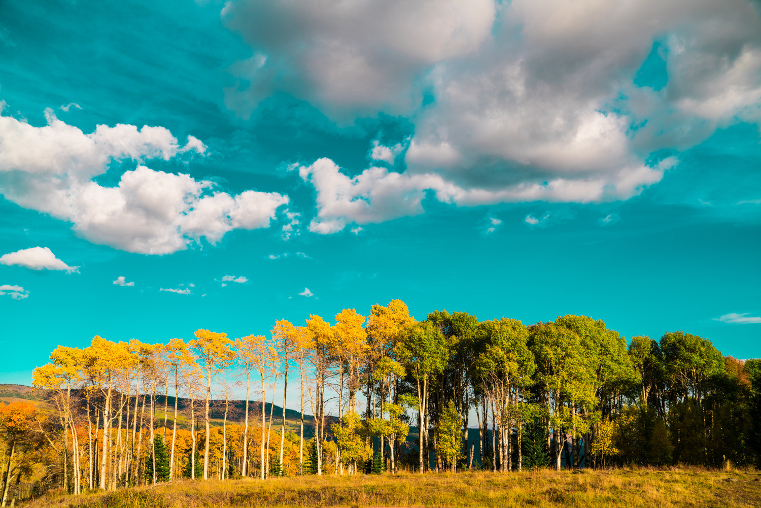 Sony a7R II + Sony FE PZ 28-135mm F4 G OSS sample photo. Green meets gold photography