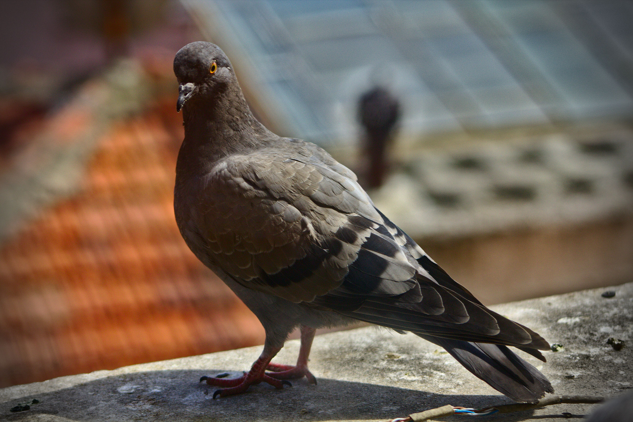 Canon EF 75-300mm f/4-5.6 USM sample photo. Look back photography