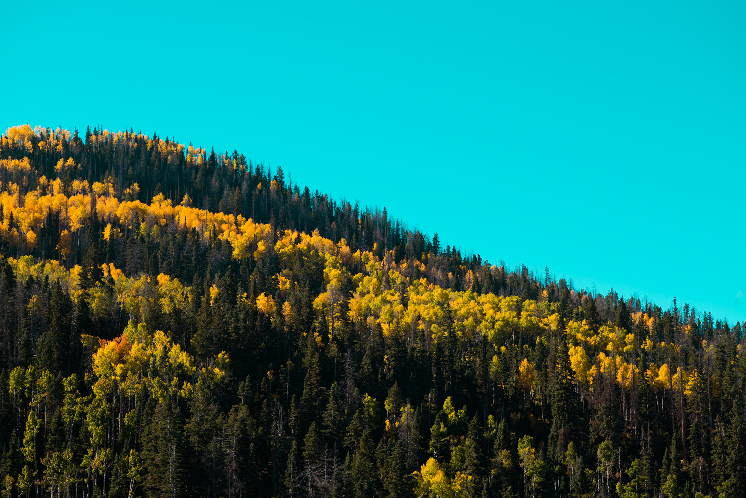ZEISS Makro-Planar T* 100mm F2 sample photo. Now this is color contrast photography