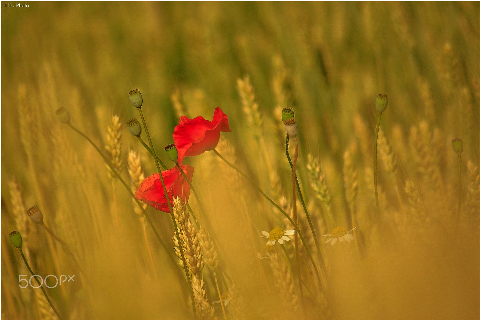 Canon EOS 30D sample photo. Flower photography
