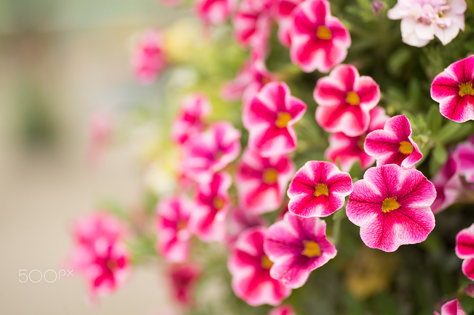 Nikon Df sample photo. Happy smile photography
