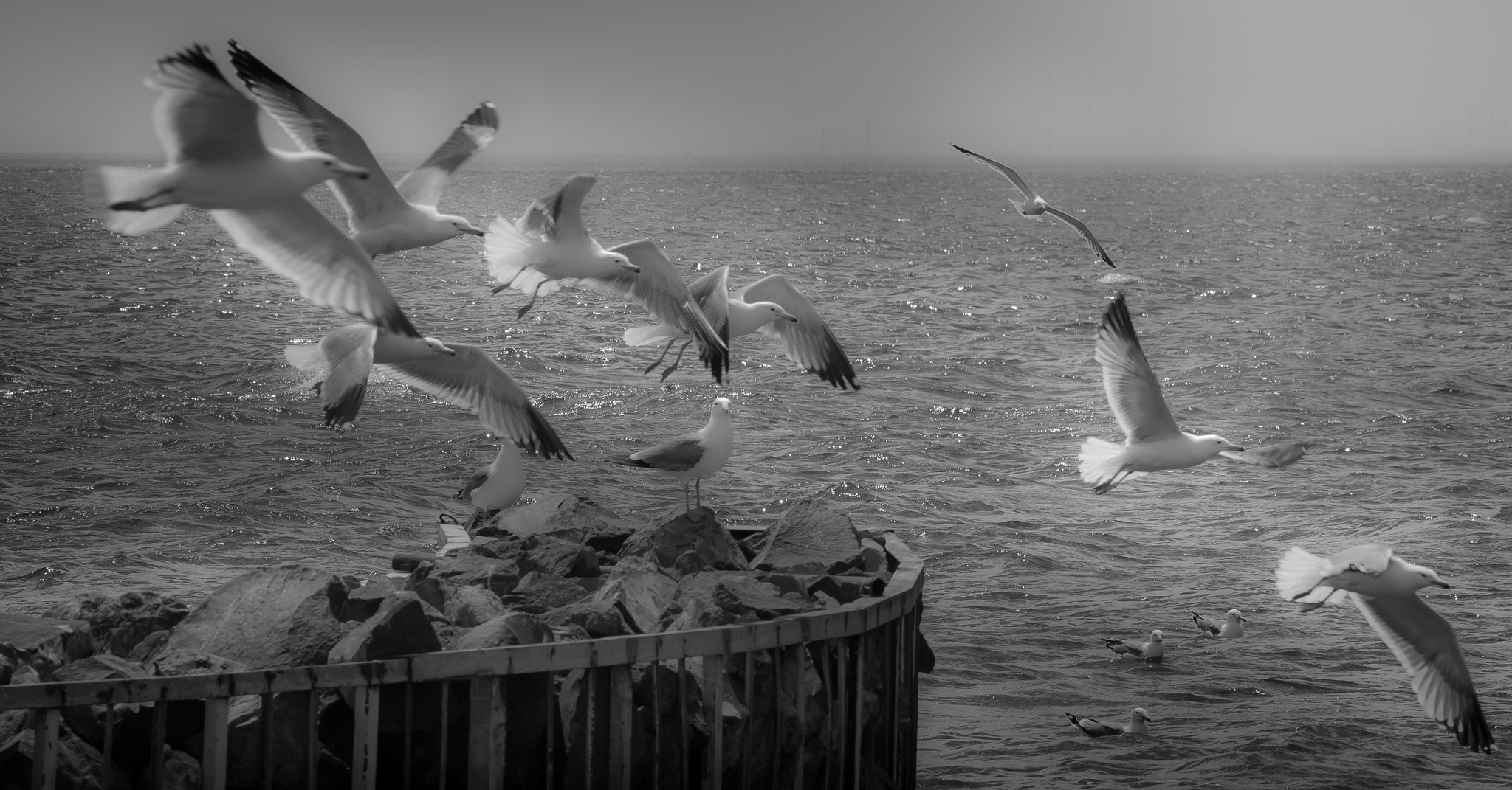 Olympus PEN E-P5 sample photo. Seagulls photography
