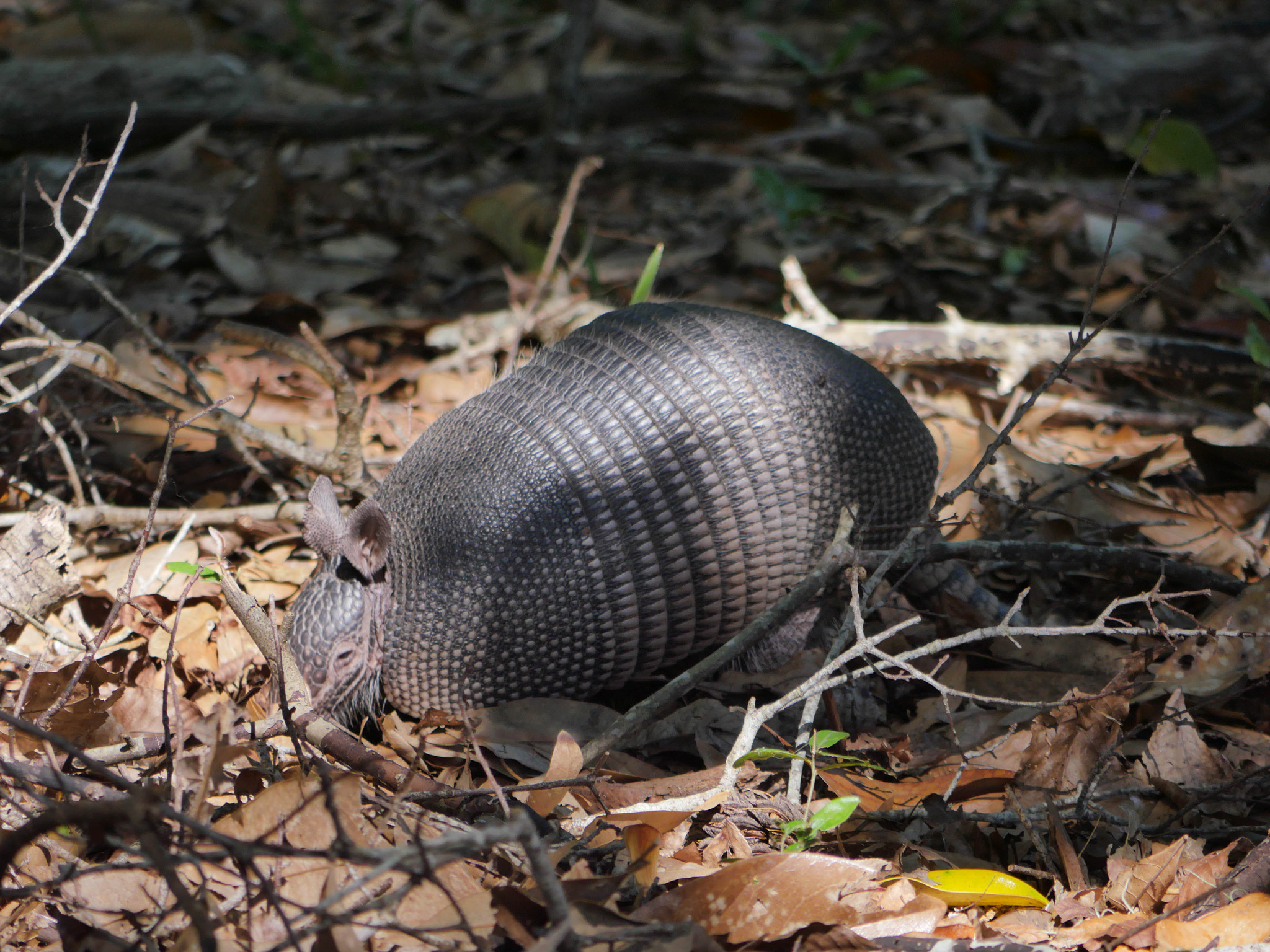 Panasonic Lumix DMC-GX8 + Panasonic Lumix G Vario 45-200mm F4-5.6 OIS sample photo. Armadillo in action looking photography