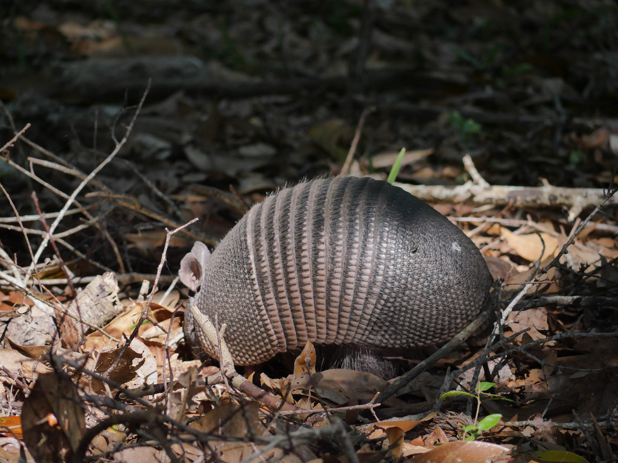 Panasonic Lumix G Vario 45-200mm F4-5.6 OIS sample photo. Armadillo in action ball photography