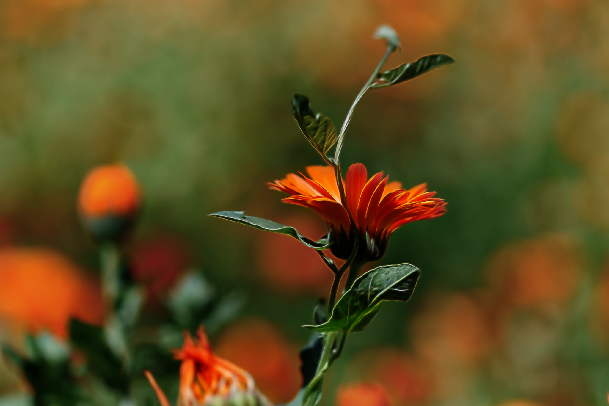 Canon EF 100mm F2.8 Macro USM sample photo. Summer photography
