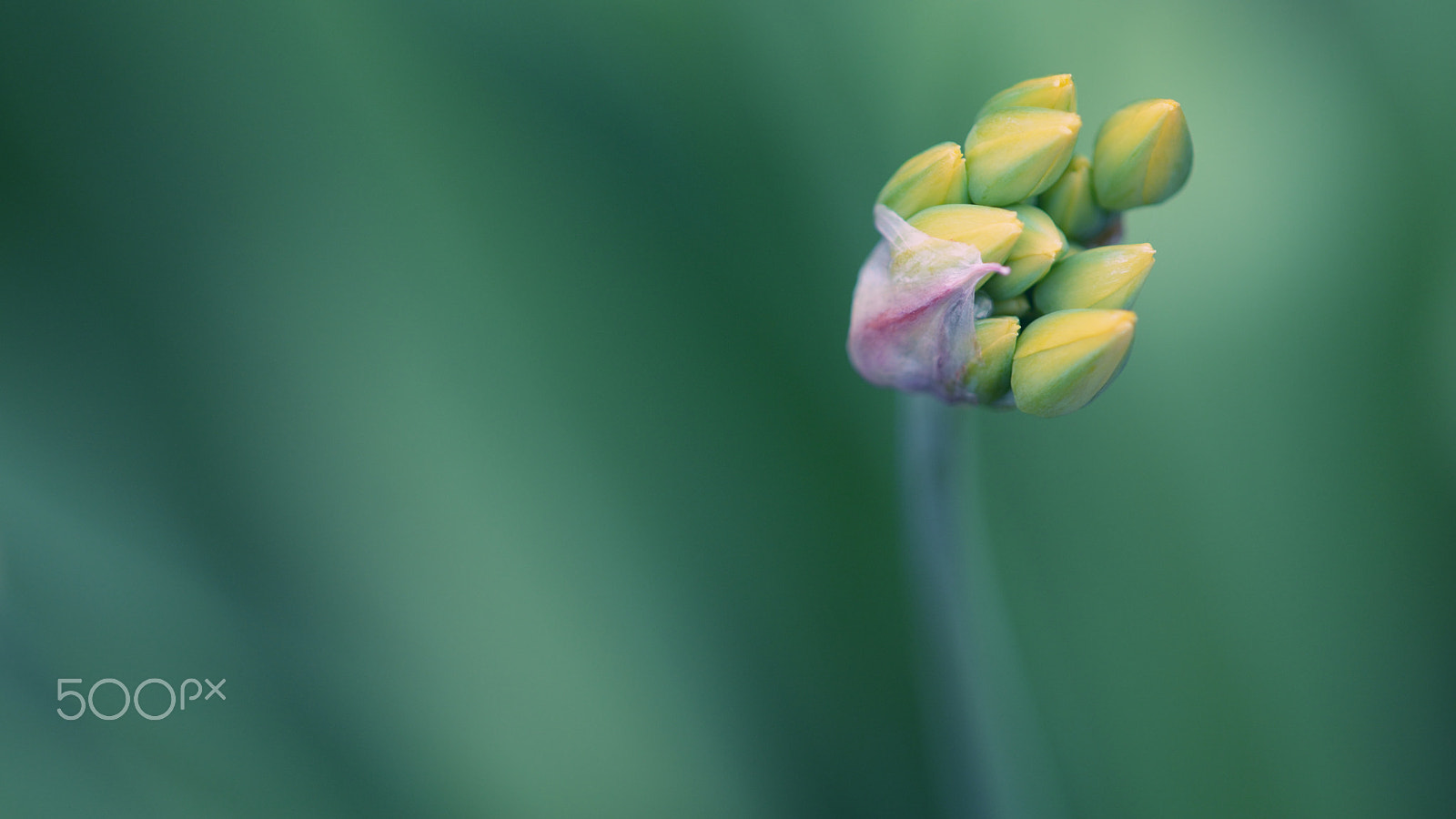 Nikon D7100 + Nikon AF Micro-Nikkor 200mm F4D ED-IF sample photo. Golden garlic photography