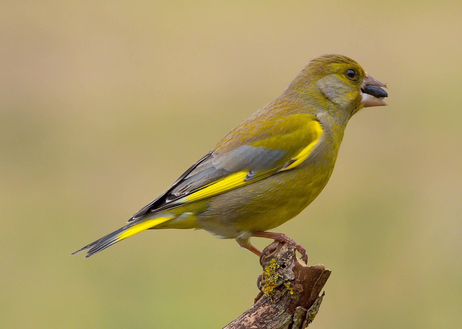 Sigma 120-400mm F4.5-5.6 DG OS HSM sample photo. Greenfinch photography