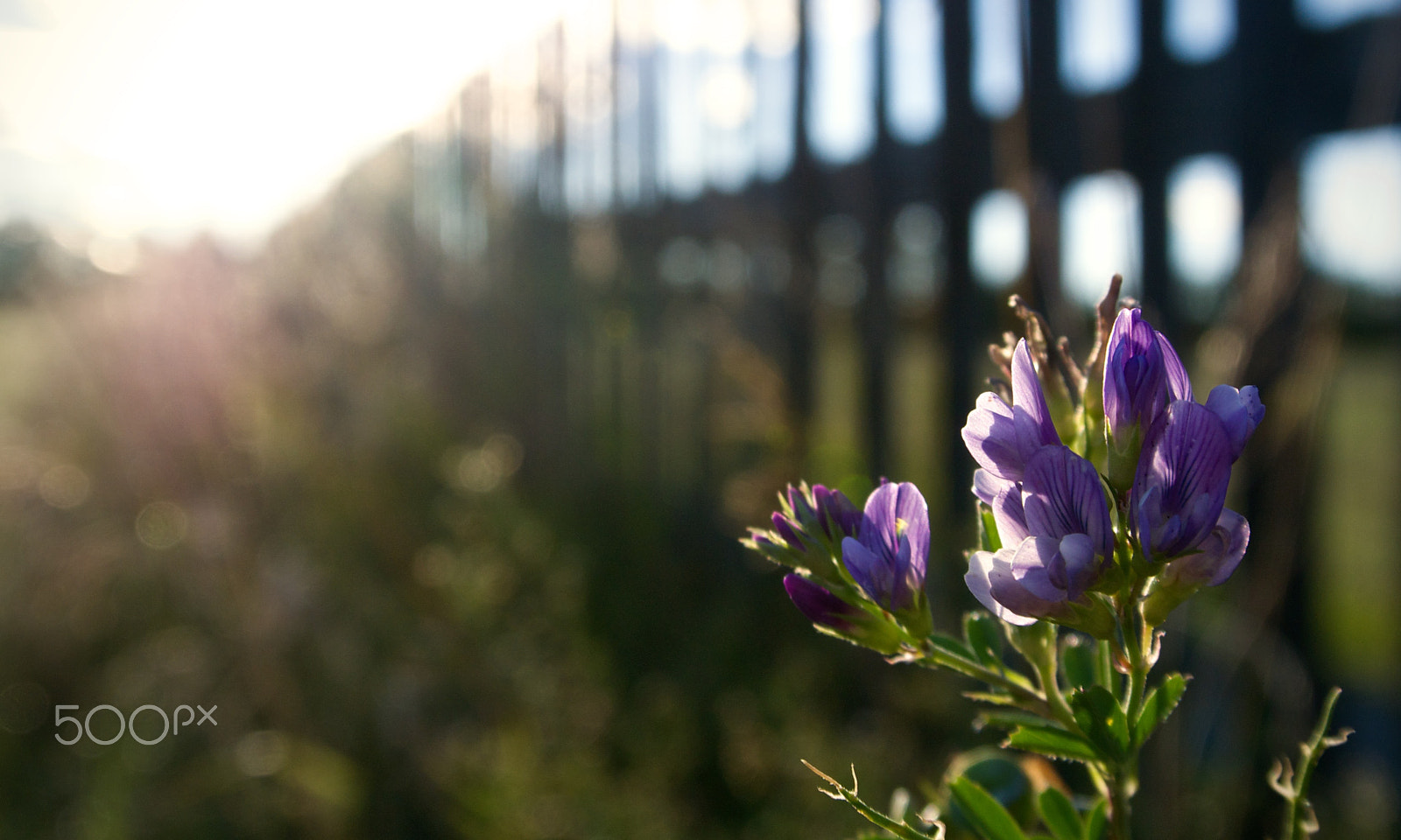 Nikon 1 J2 sample photo. Alfalfa fence line photography