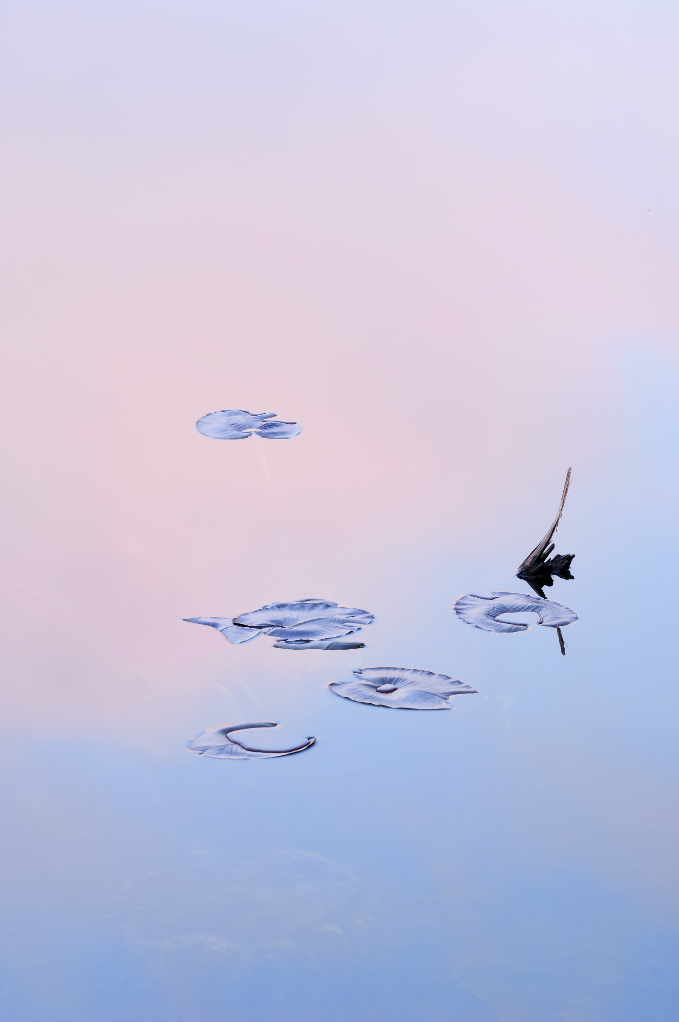 Nikon D2X sample photo. Lily pads and reflections photography