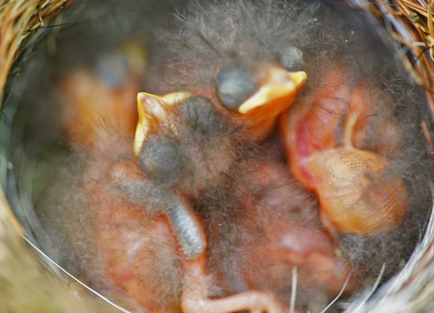 Sony a7R II + 100mm F2.8 SSM sample photo. Nest full o' song sparrows photography