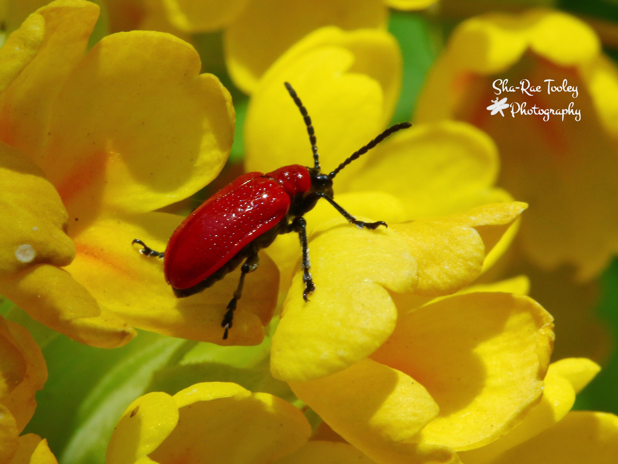 Canon EOS 750D (EOS Rebel T6i / EOS Kiss X8i) sample photo. Red lily beetle photography