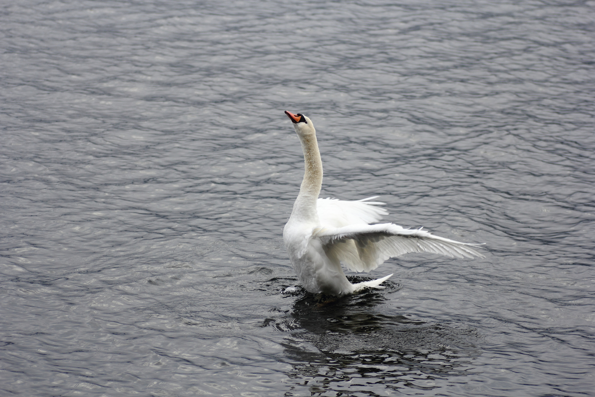 Canon 90mm sample photo. Bird photography