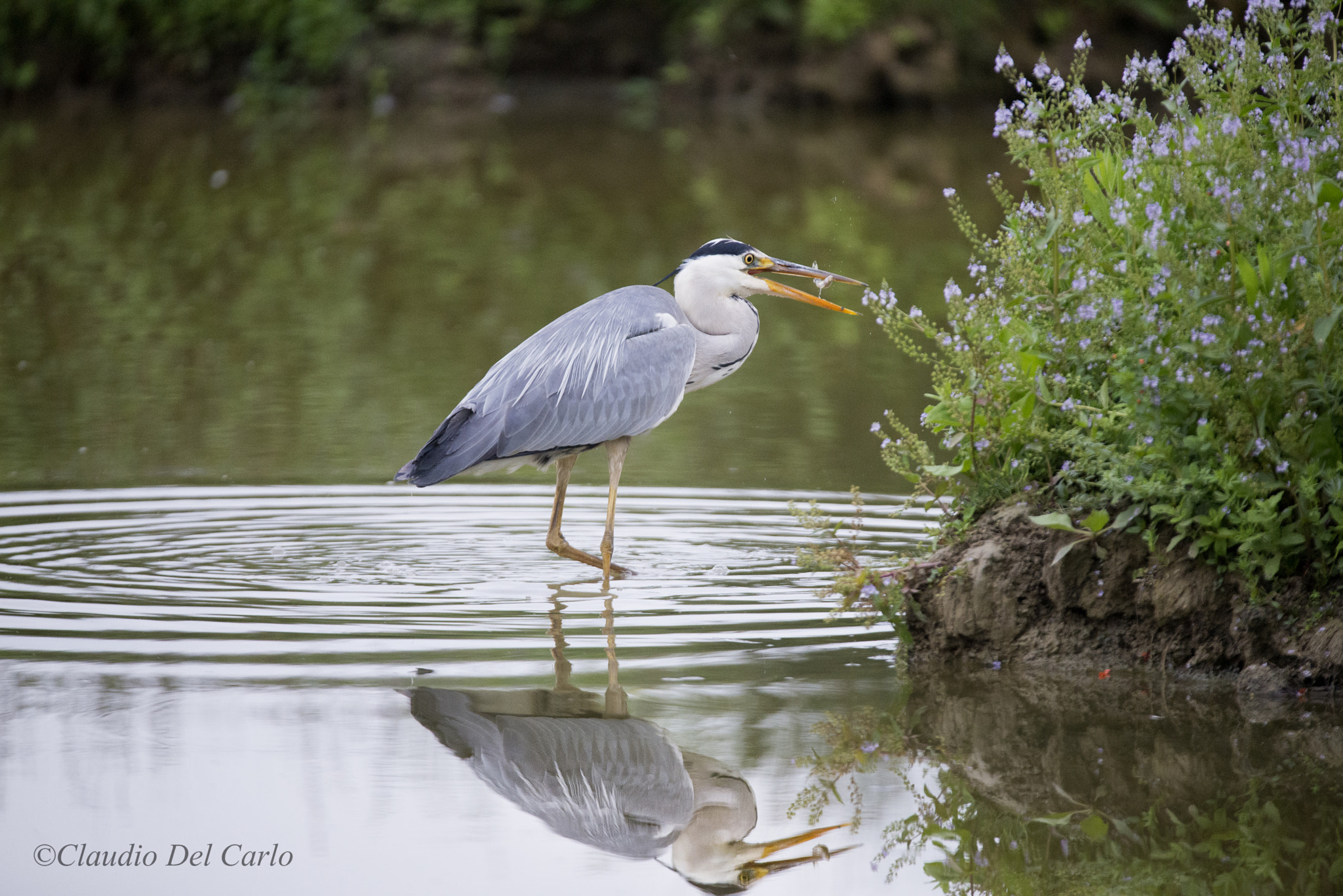 Sigma 150-600mm F5-6.3 DG OS HSM | S sample photo. Snack photography