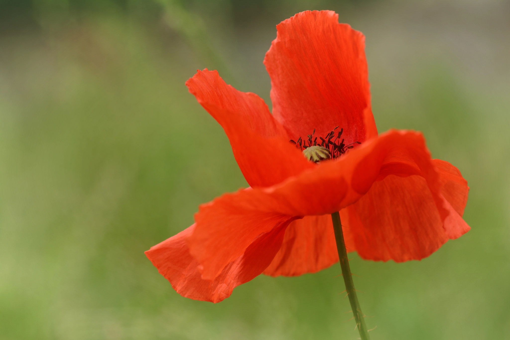 Nikon D7100 + Sigma 105mm F2.8 EX DG Macro sample photo. Poppy photography