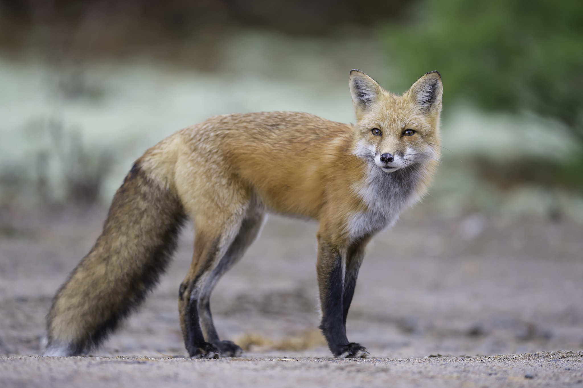 Nikon AF-S Nikkor 400mm F2.8G ED VR II sample photo. Beyond the look... photography