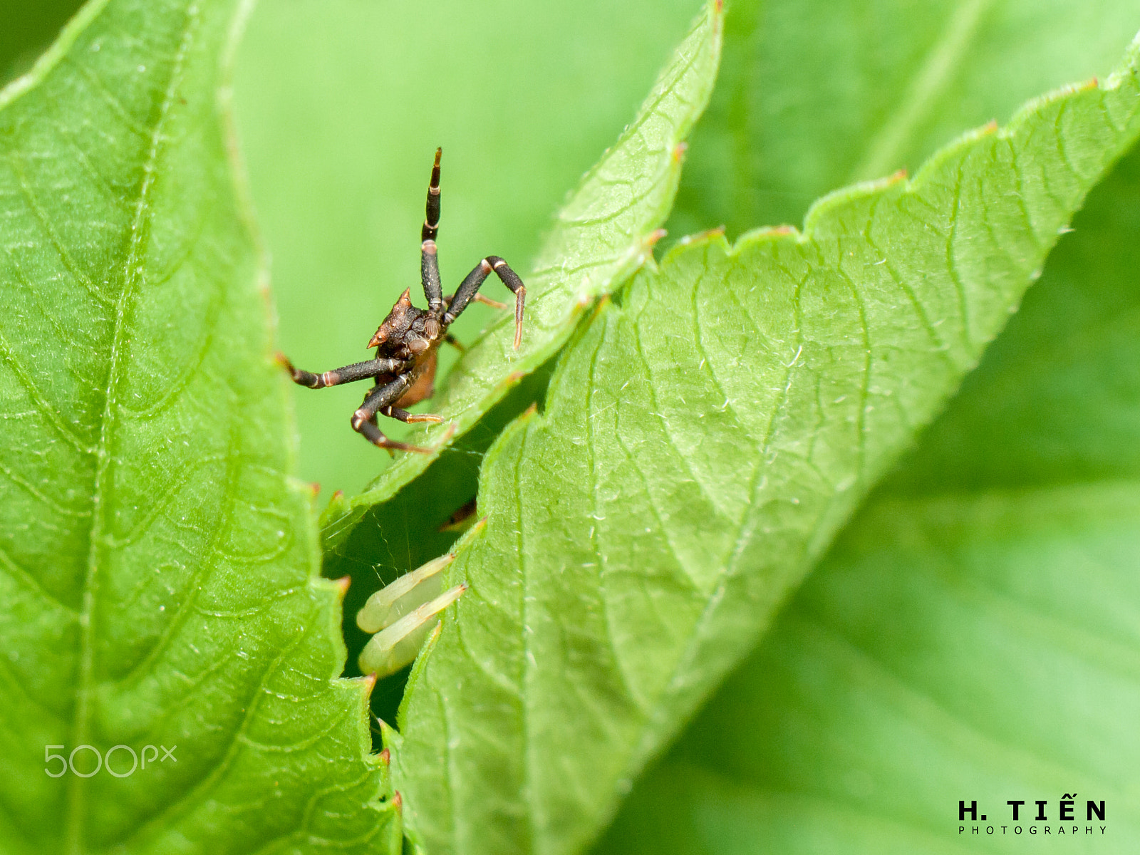 Canon EOS 1000D (EOS Digital Rebel XS / EOS Kiss F) sample photo. Male was protecting female photography