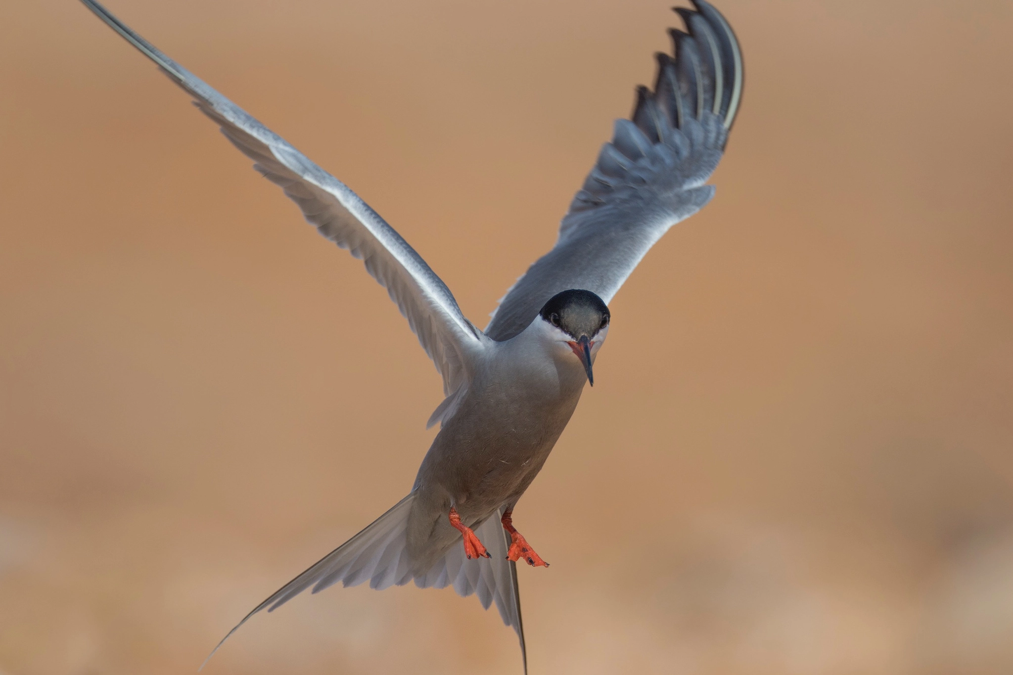 Canon EOS 7D Mark II + Canon EF 800mm F5.6L IS USM sample photo. Little tern photography