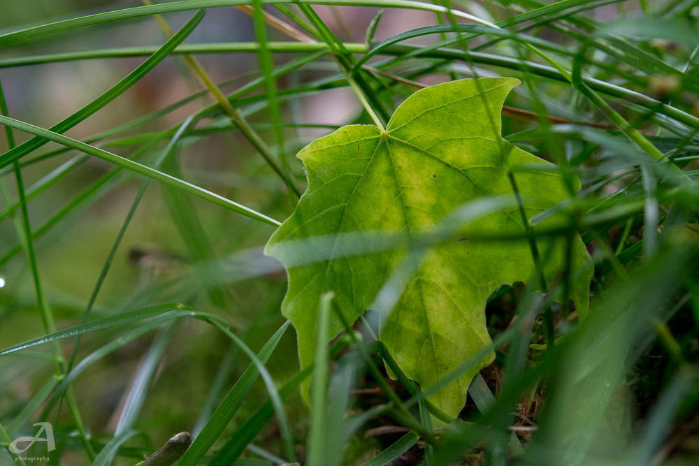 Nikon AF-S Micro-Nikkor 60mm F2.8G ED sample photo. So poor photography