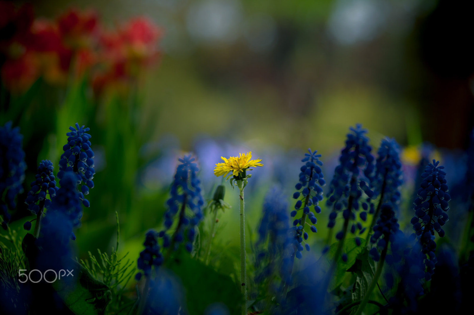 Sony 100mm F2.8 Macro sample photo. You're amazing photography