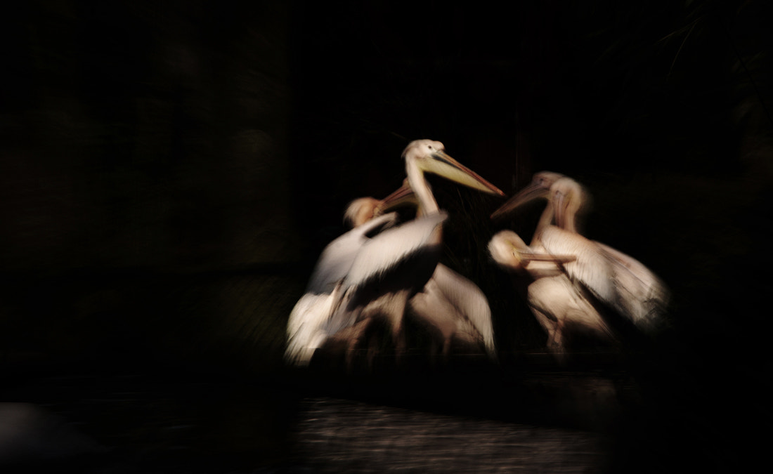 Sigma 18-250mm F3.5-6.3 DC OS HSM sample photo. Pelicans photography