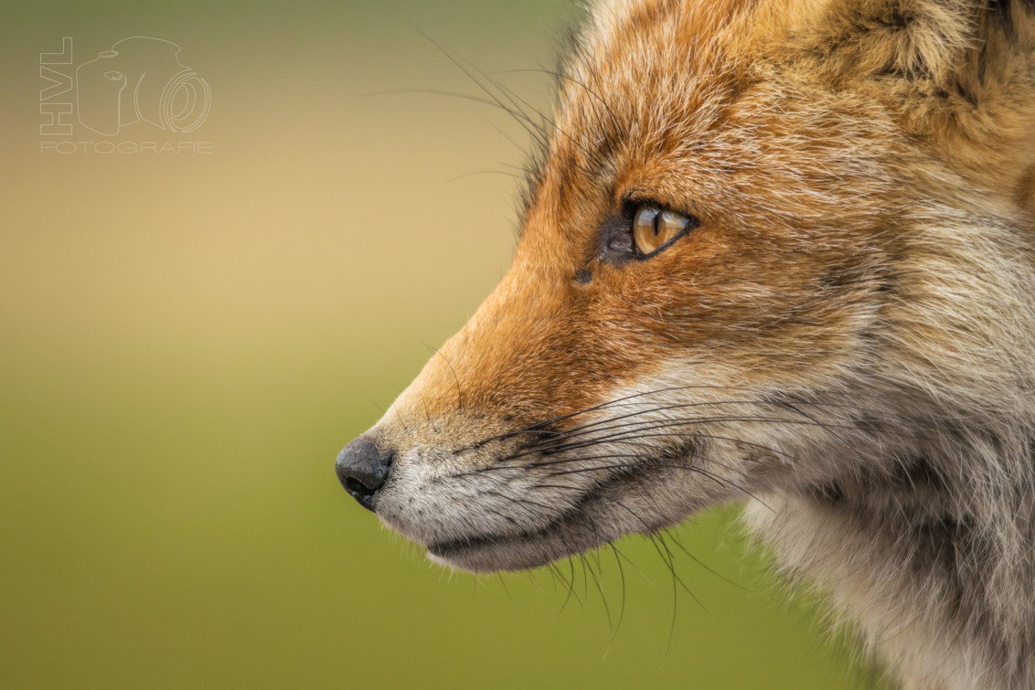 Sigma 150-500mm F5-6.3 DG OS HSM sample photo. Staring red fox... photography