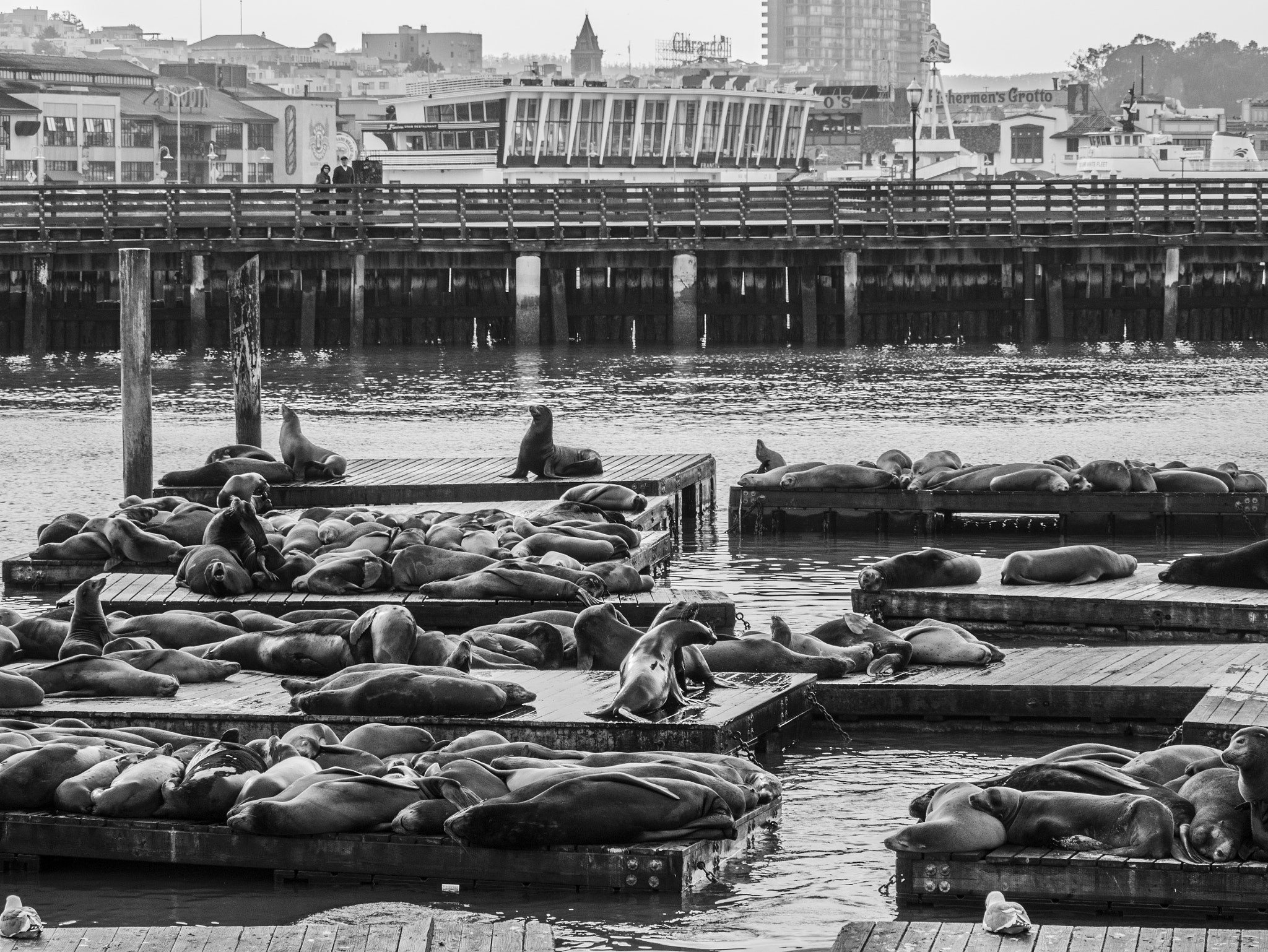 Panasonic Lumix DMC-GX7 sample photo. Pier 39 photography