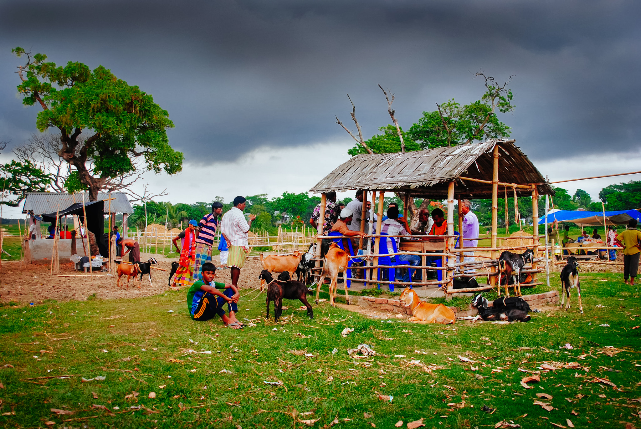 Sigma 24-70mm F2.8 EX DG HSM sample photo. Cattle market photography