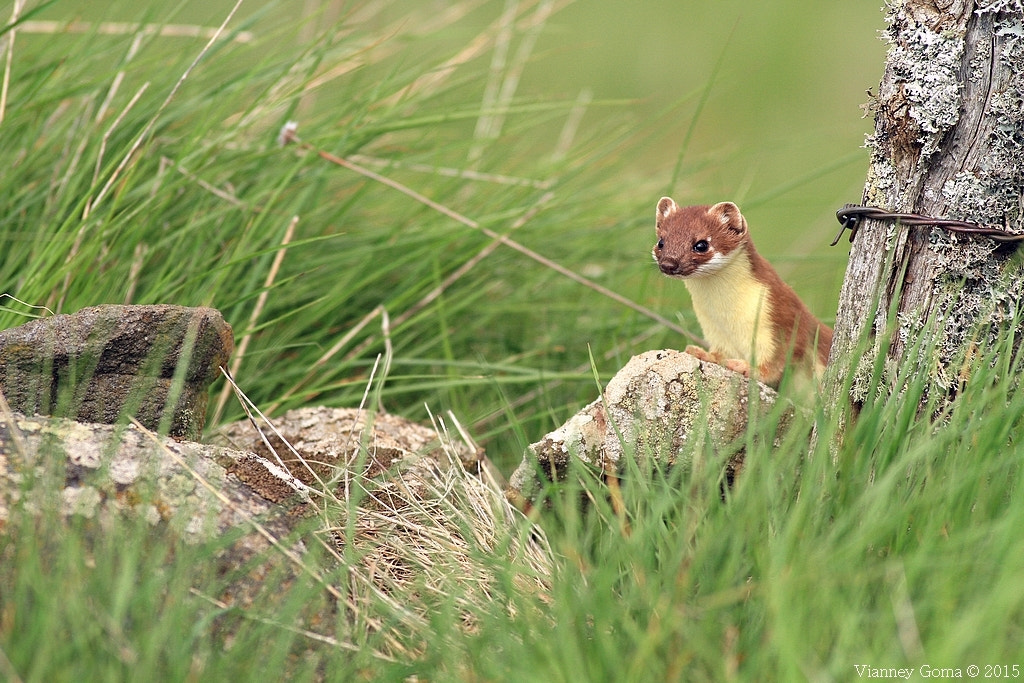 Canon EOS 7D + Canon EF 300mm f/2.8L sample photo. Ermine photography