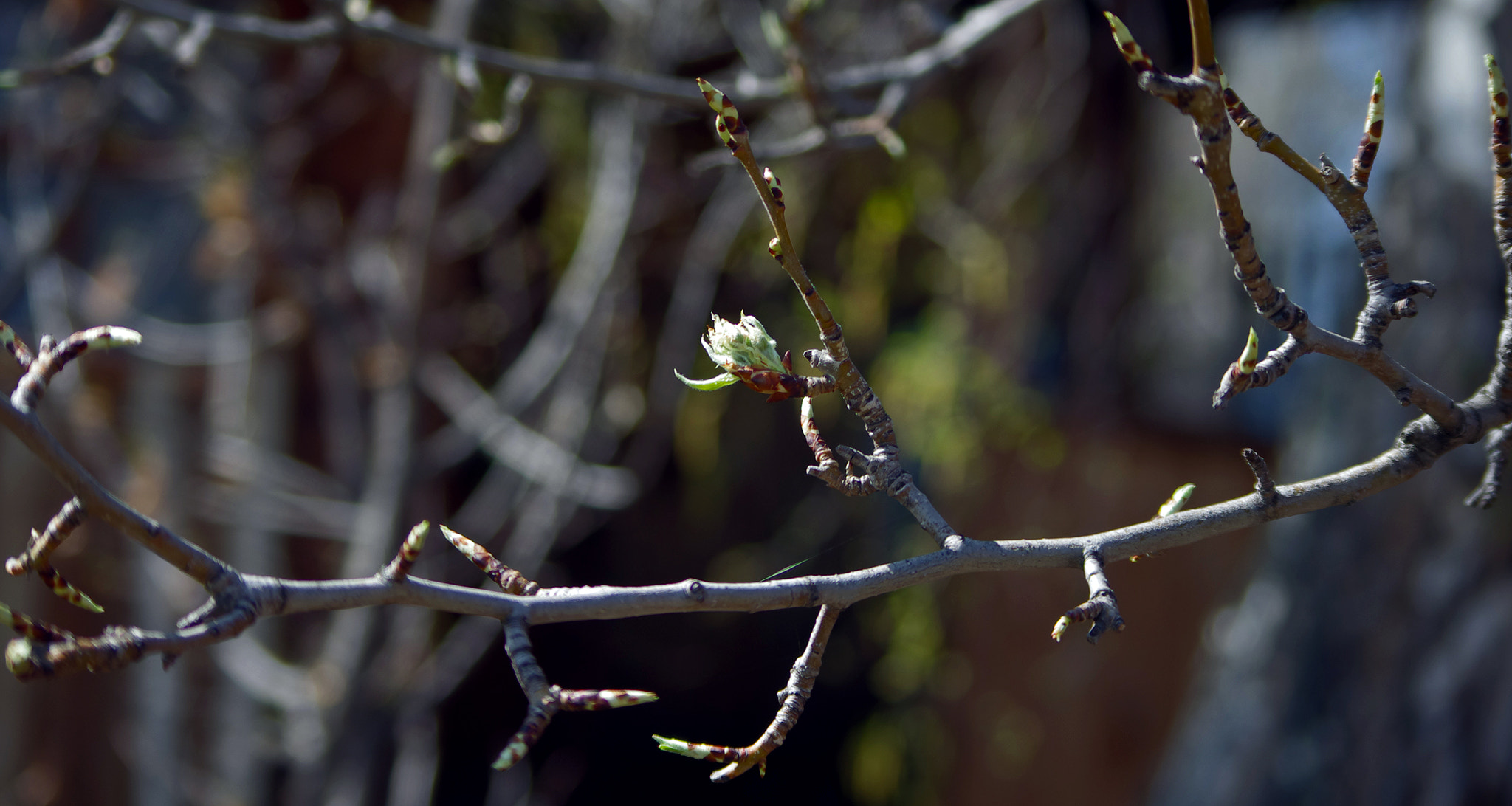 Samsung/Schneider D-XENON 50-200mm F4-5.6 sample photo. First steps of the spring photography