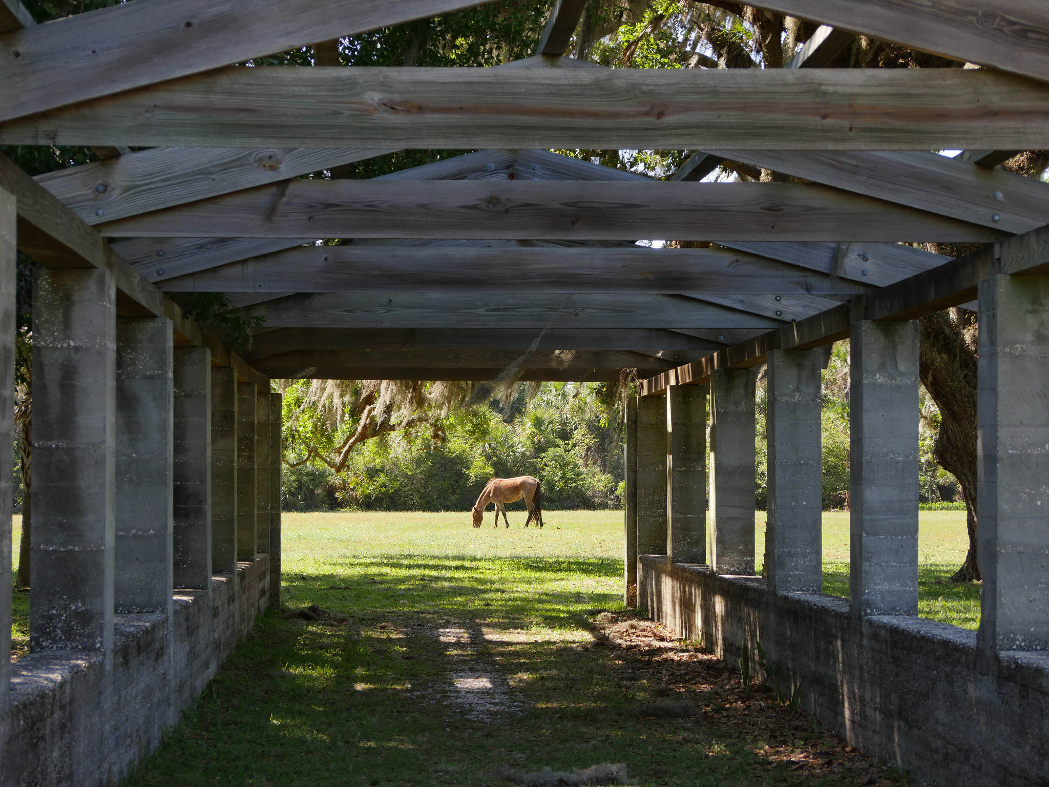 Panasonic Lumix DMC-GX8 + Panasonic Lumix G Vario 45-200mm F4-5.6 OIS sample photo. Arched horse photography