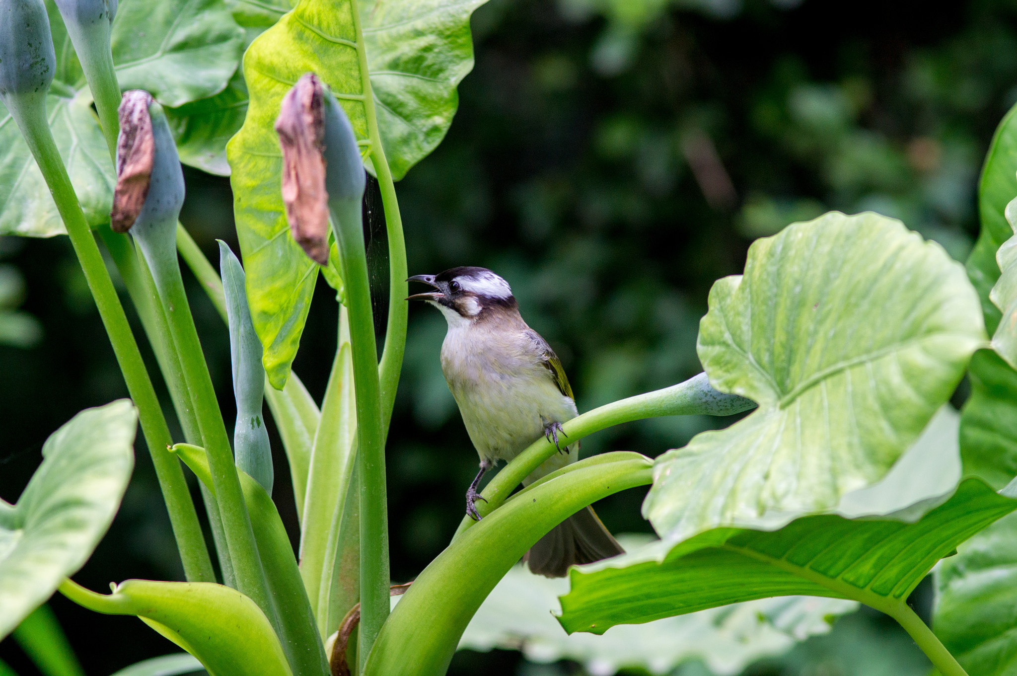 Minolta AF 200mm F2.8 APO sample photo. Bird photography