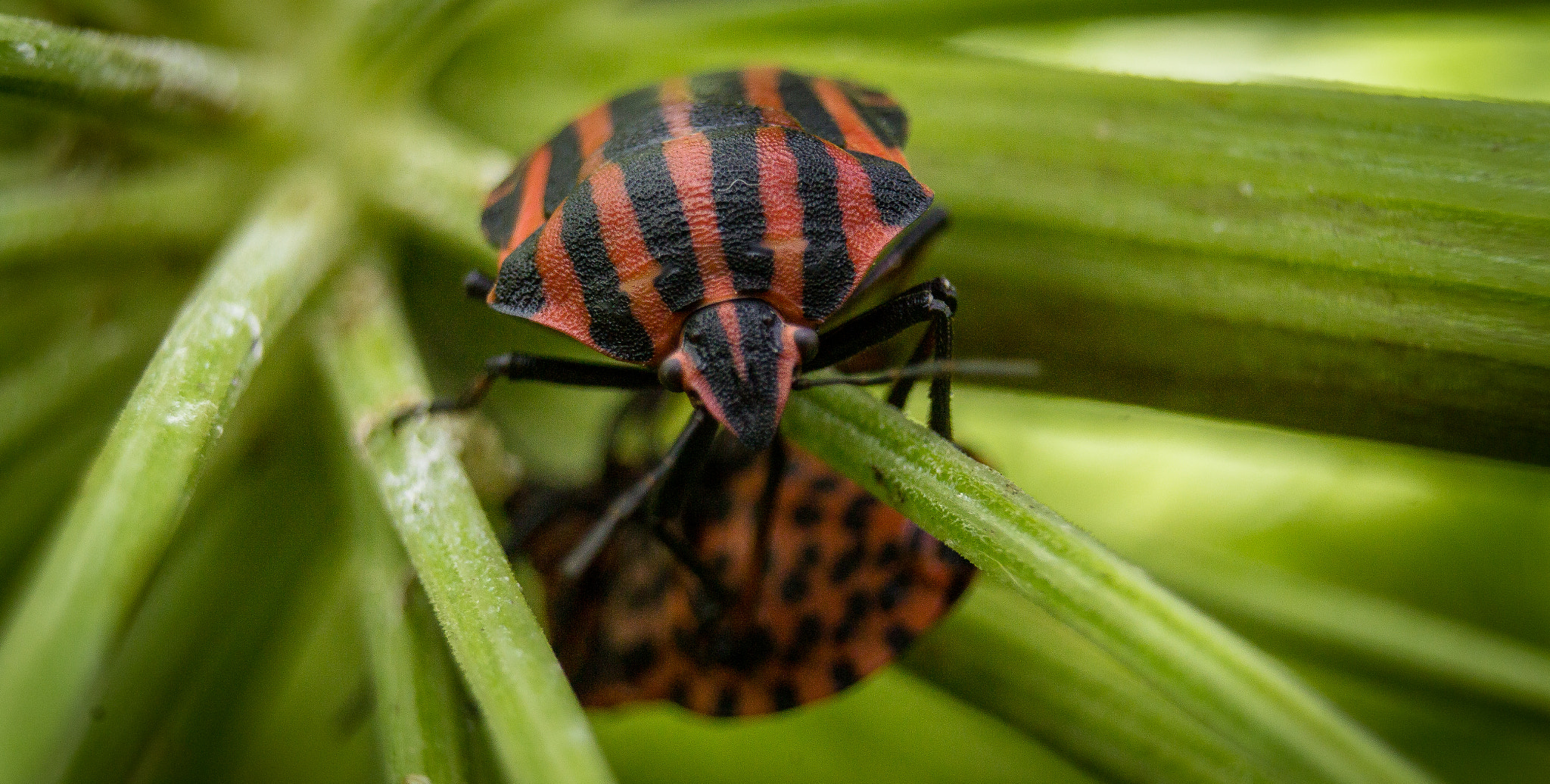 Canon EF-S 18-55mm F3.5-5.6 sample photo. Punaises arlequin (graphosoma italicum) photography