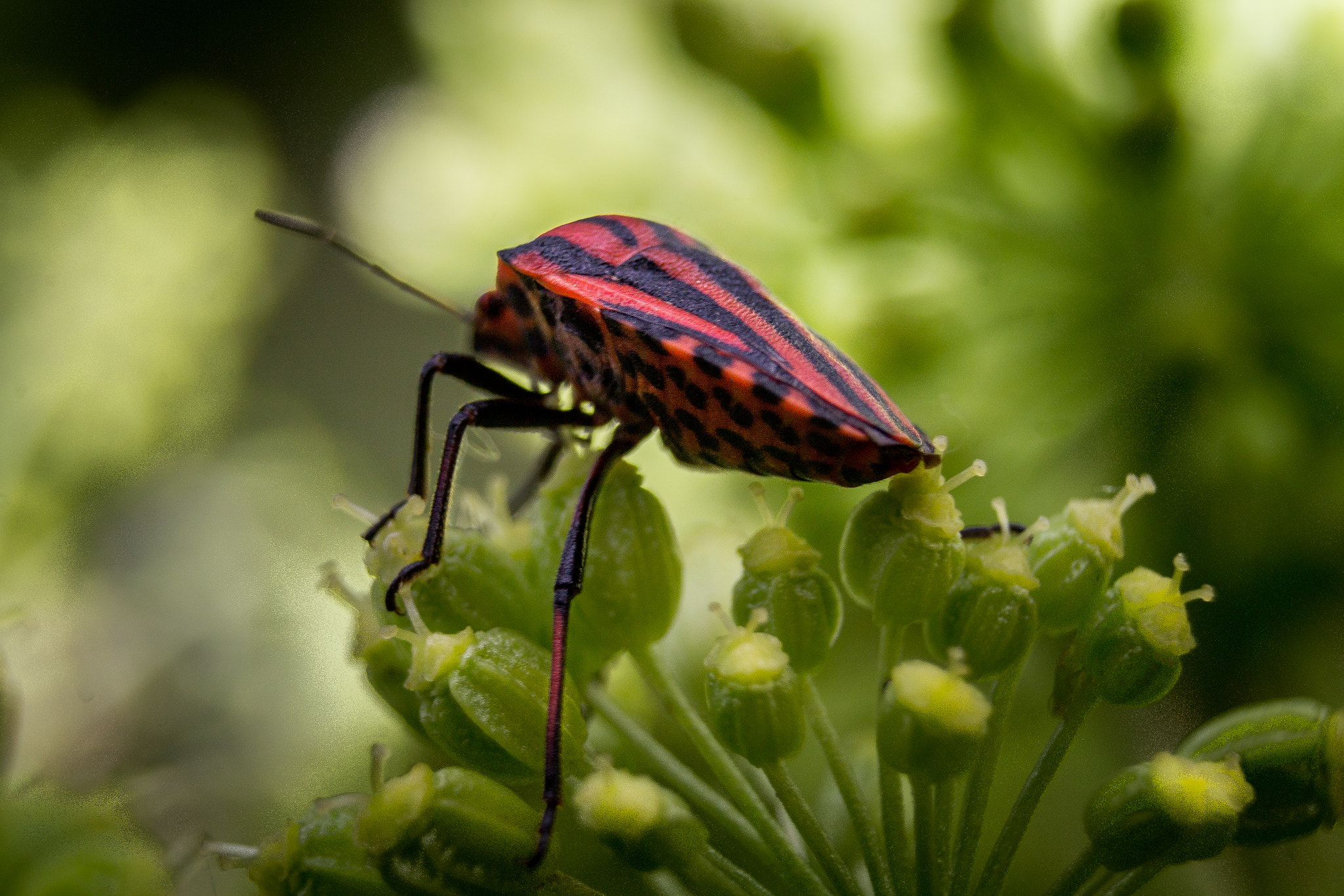 Canon EF-S 18-55mm F3.5-5.6 sample photo. Punaises arlequin (graphosoma italicum) photography