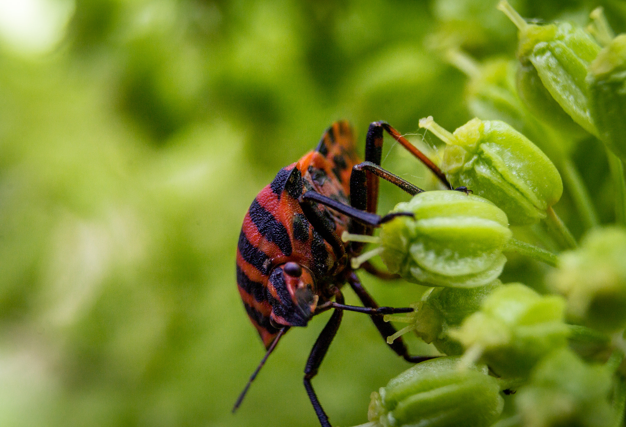 Canon EF-S 18-55mm F3.5-5.6 sample photo. Punaises arlequin (graphosoma italicum) photography