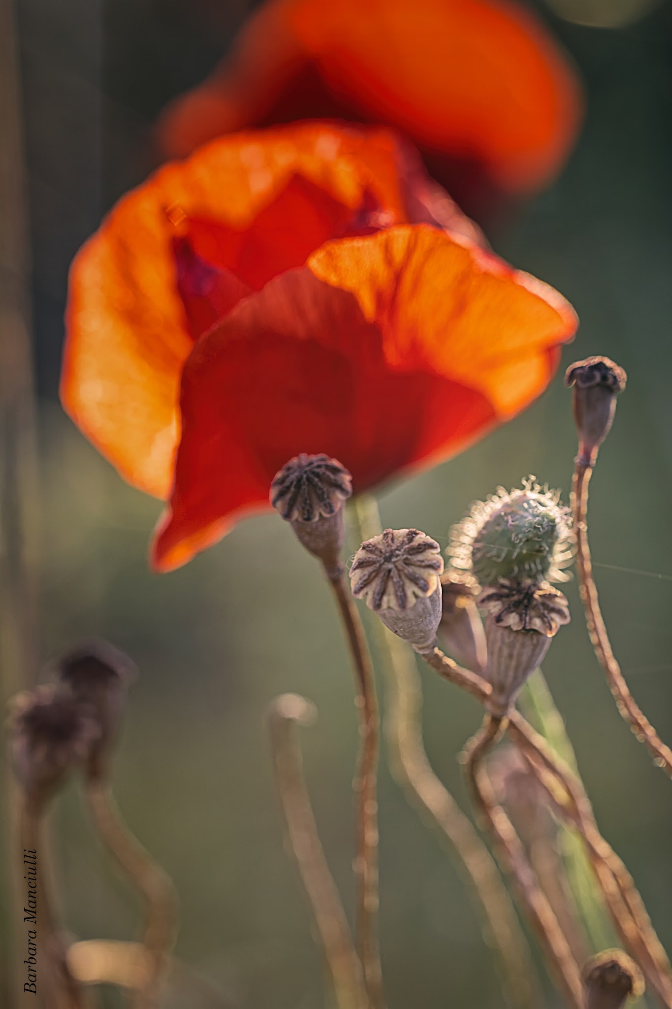 Sigma 150mm F2.8 EX DG OS Macro HSM sample photo. Poppies  photography