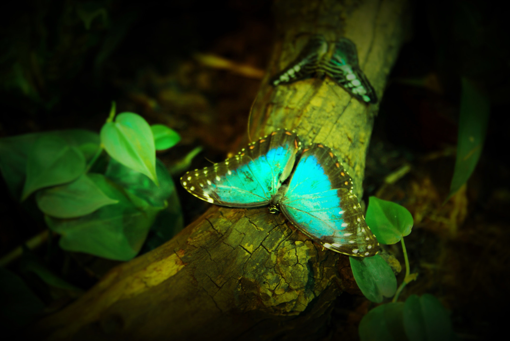 Sony Alpha DSLR-A300 sample photo. Butterfly effect photography