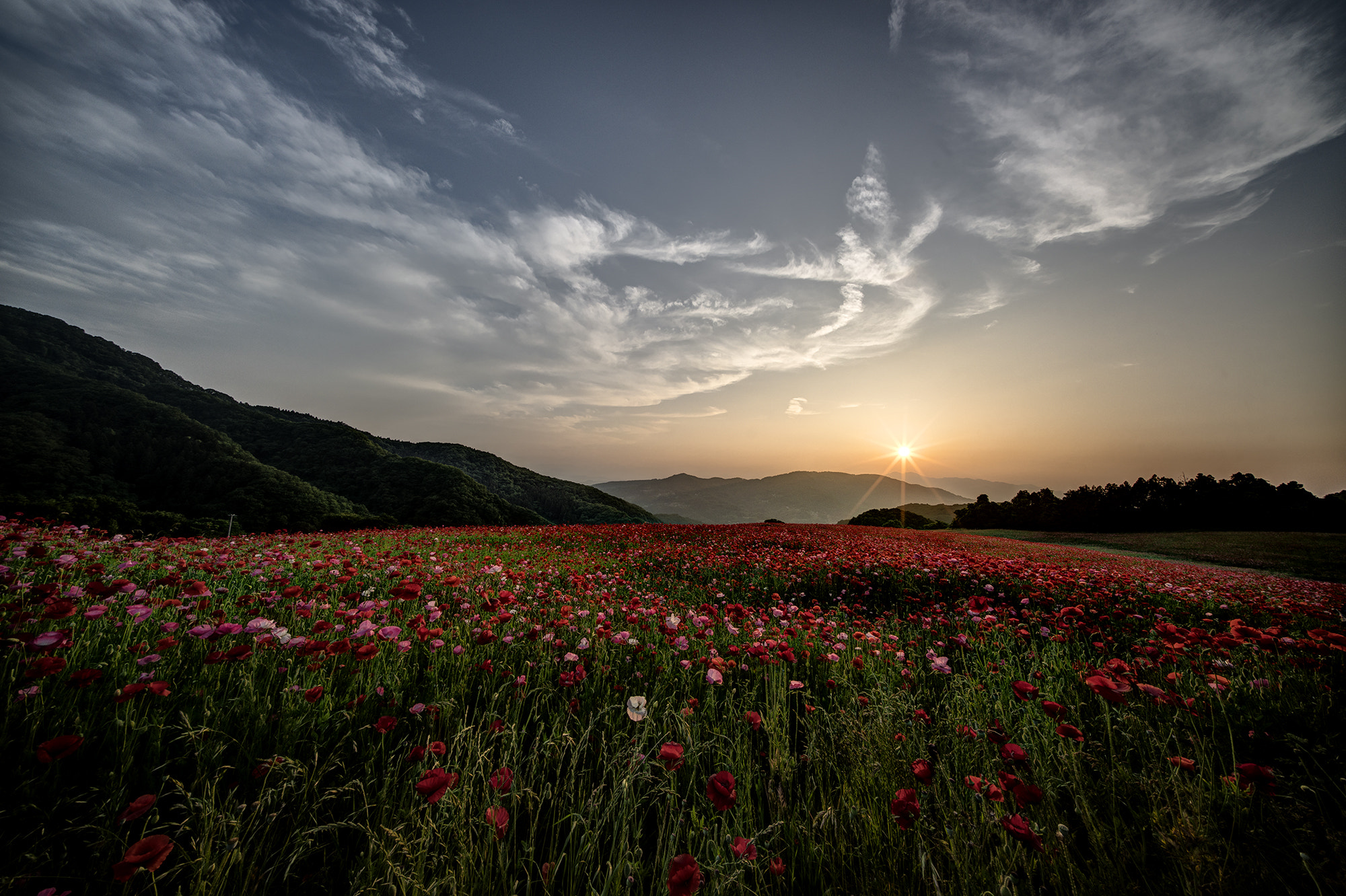 Sony a7R II + Voigtlander HELIAR-HYPER WIDE 10mm F5.6 sample photo. The red field with the sun setting photography