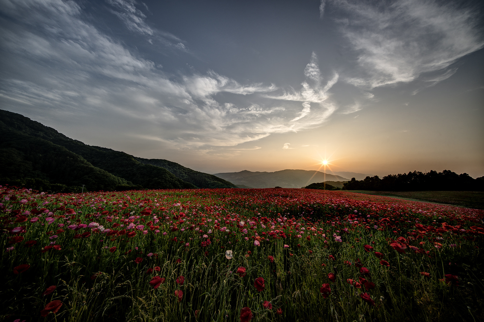 Voigtlander HELIAR-HYPER WIDE 10mm F5.6 sample photo. The red field with the sun setting photography