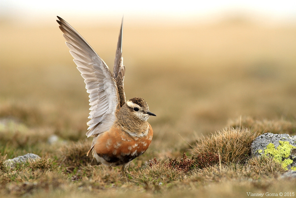 Canon EOS 7D + Canon EF 300mm f/2.8L sample photo. Eurasian dotterel photography