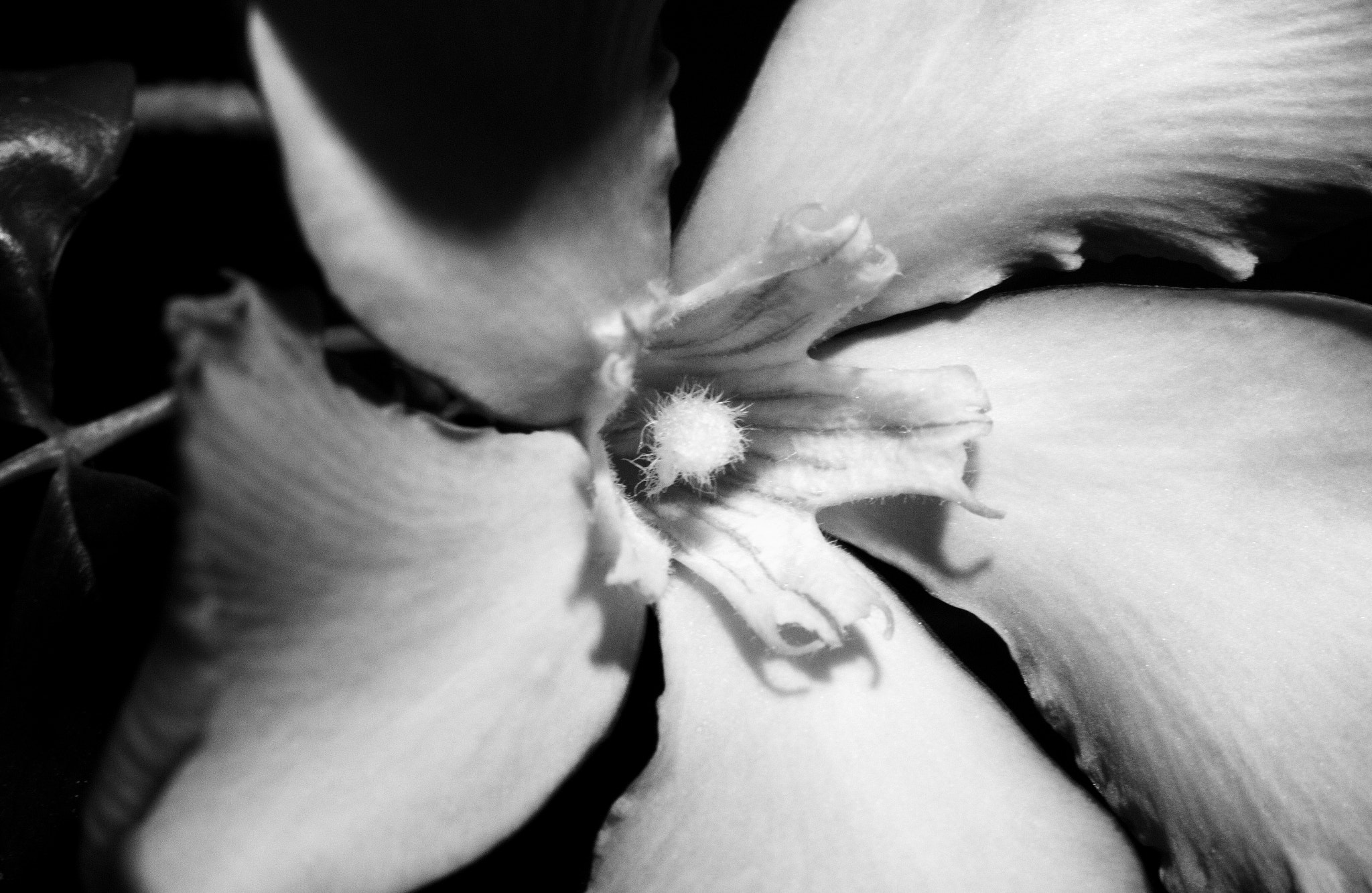 Canon EOS 60D + Canon EF 50mm F2.5 Macro sample photo. Inner secrets photography