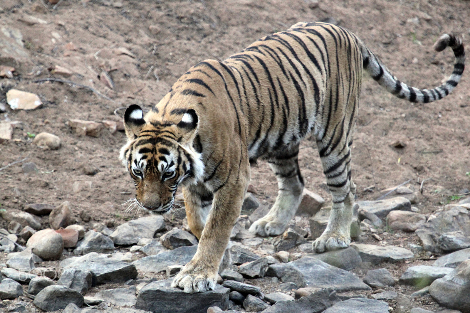 Canon EF 100-400mm F4.5-5.6L IS USM sample photo. Machli photography