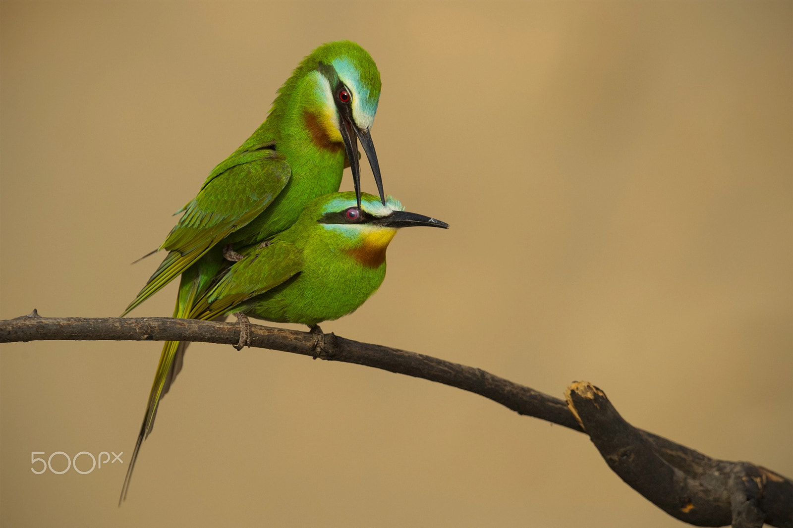 Nikon D5 + Nikon AF-S Nikkor 600mm F4G ED VR sample photo. Love bite: blue cheeked bee eater!!! photography