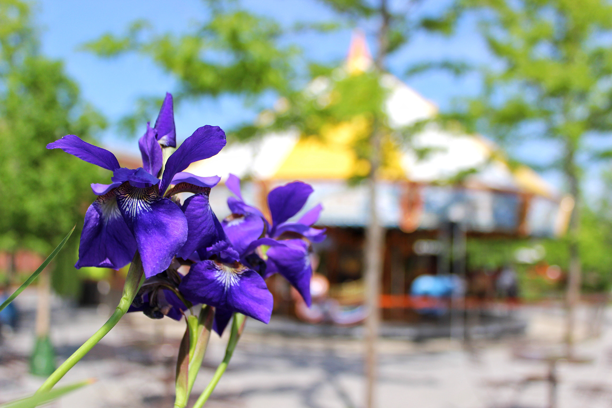 Canon EF-S 18-55mm F3.5-5.6 IS II sample photo. Enjoying a glorious spring day here in boston. photography