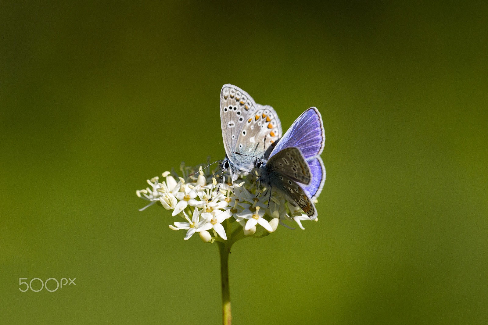 Canon EF 180mm F3.5L Macro USM sample photo. Love is in the air photography