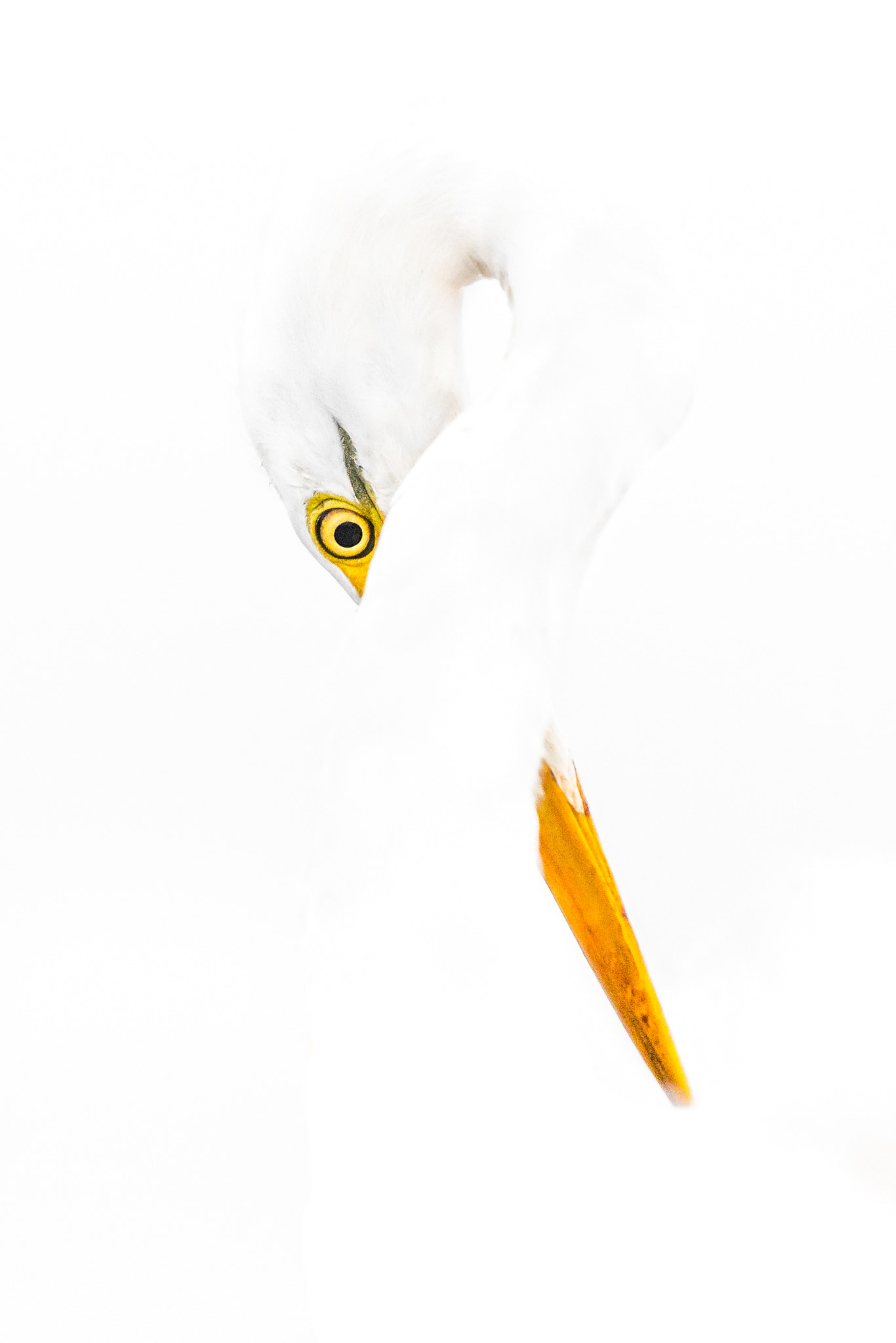 Canon EF 100-400mm F4.5-5.6L IS II USM sample photo. Endless neck photography